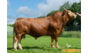 COMTE - Limousin